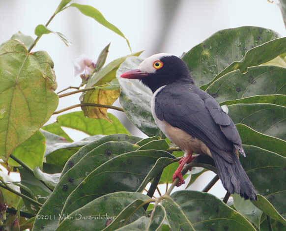 Red-billed Helmetshrike (Prionops caniceps) photo
