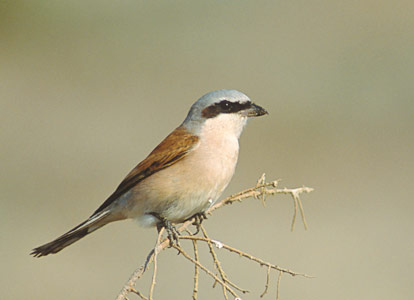 Red-backed Shrike (Lanius collurio) photo image