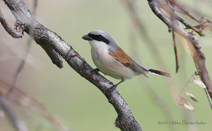 Red-backed Shrike (Lanius collurio) photo image