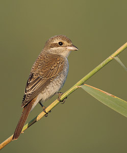 Red-backed Shrike (Lanius collurio) photo image