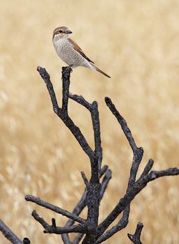 Red-backed Shrike (Lanius collurio) photo image