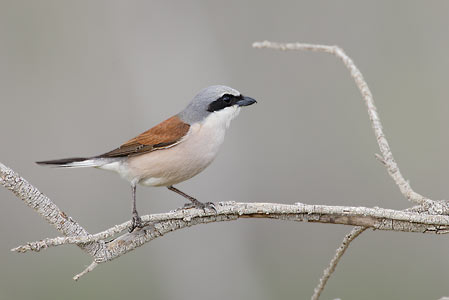 Red-backed Shrike (Lanius collurio) photo