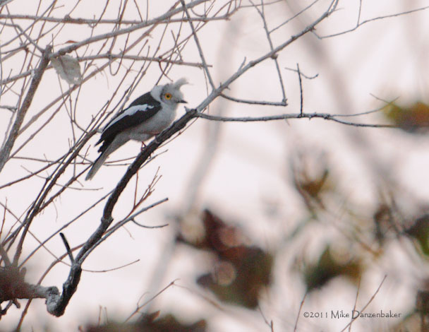 White-crested Helmetshrike (Prionops plumatus) photo