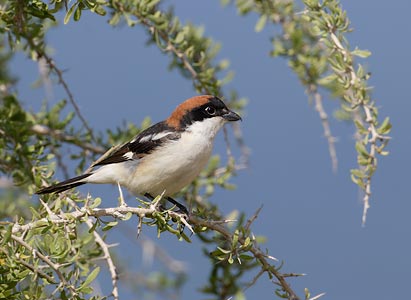 Woodchat Shrike (Lanius senator) photo
