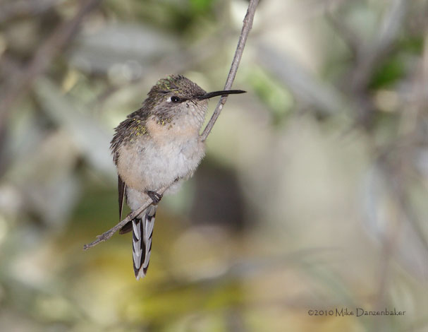 Peruvian Sheartail (Thaumastura cora) photo image