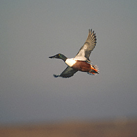 Northern Shoveler (Anas clypeata) photo image