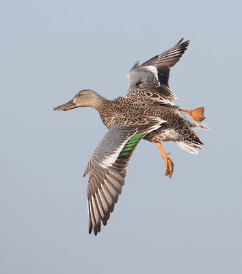 Northern Shoveler (Anas clypeata) photo