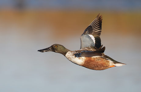 Northern Shoveler (Anas clypeata) photo image