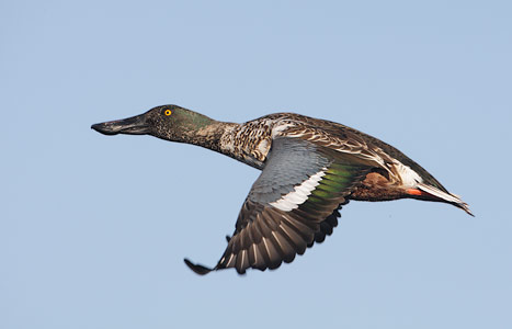 Northern Shoveler (Anas clypeata) photo