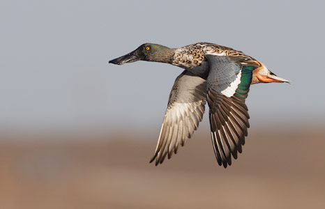 Northern Shoveler (Anas clypeata) photo image