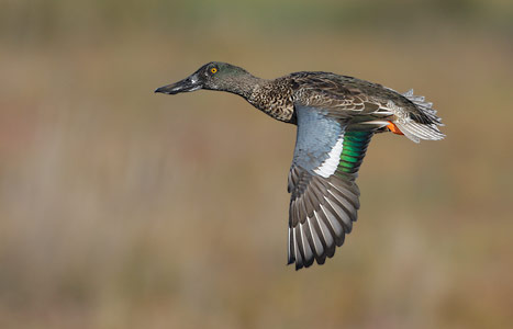 Northern Shoveler (Anas clypeata) photo image