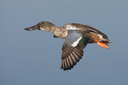 Northern Shoveler (Anas clypeata) photo image