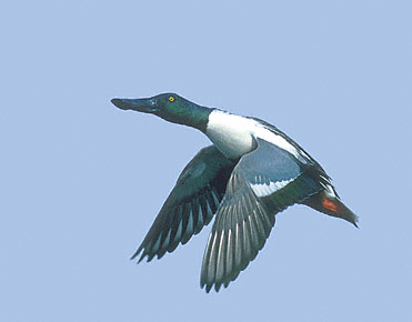Northern Shoveler (Anas clypeata) photo image