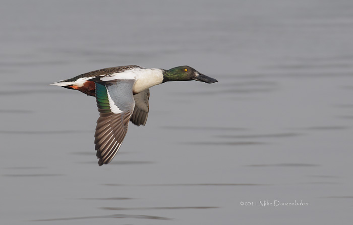 Northern Shoveler (Anas clypeata) photo
