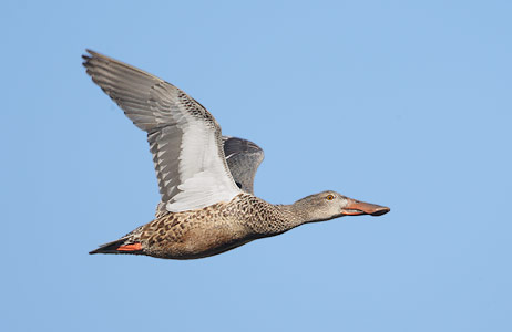 Northern Shoveler (Anas clypeata) photo image
