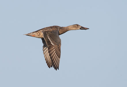 Northern Shoveler (Anas clypeata) photo image