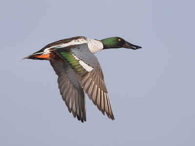 Northern Shoveler (Anas clypeata) photo image