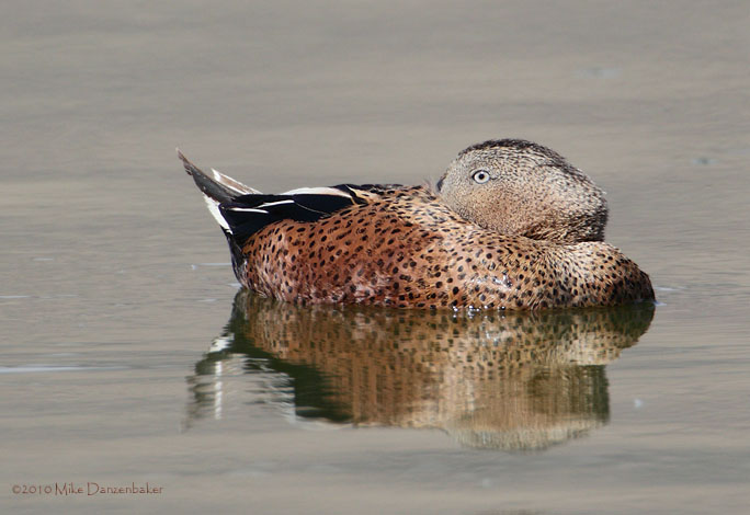 Red Shoveler (Anas platalea) photo image