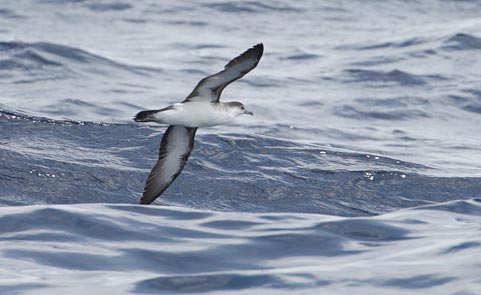 Audubon's Shearwater (Puffinus lherminieri) photo image