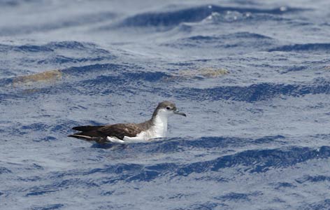Audubon's Shearwater (Puffinus lherminieri) photo image