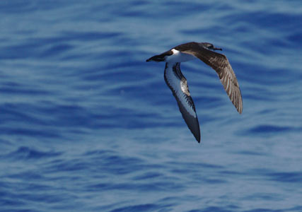 Bannerman's Shearwater (Puffinus bannermani) photo image