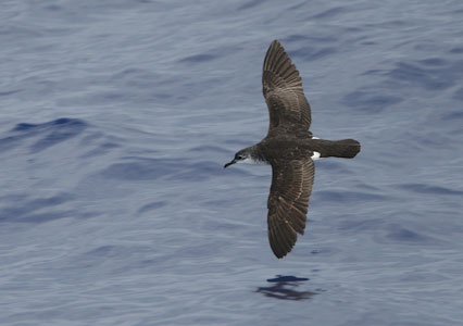 Bannerman's Shearwater (Puffinus bannermani) photo image