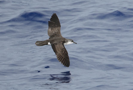 Bannerman's Shearwater (Puffinus bannermani) photo image