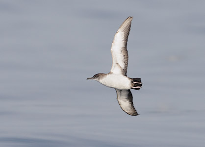 Black-vented Shearwater (Puffinus opisthomelas) photo image