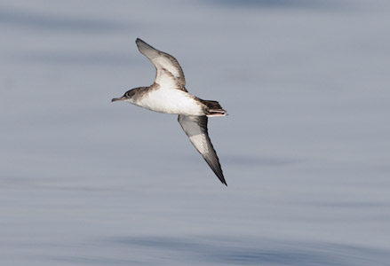 Black-vented Shearwater (Puffinus opisthomelas) photo image