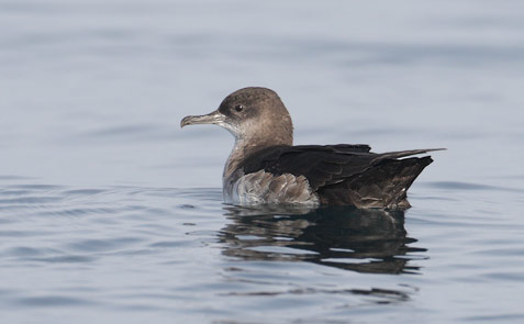 Black-vented Shearwater (Puffinus opisthomelas) photo image
