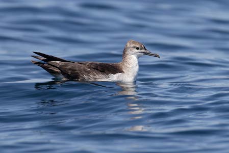 Black-vented Shearwater (Puffinus opisthomelas) photo image