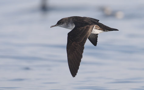 Black-vented Shearwater (Puffinus opisthomelas) photo image