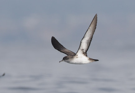 Black-vented Shearwater (Puffinus opisthomelas) photo image