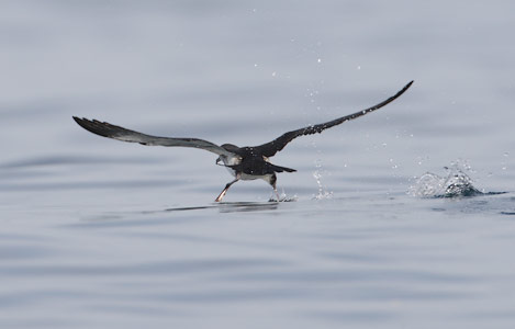 Black-vented Shearwater (Puffinus opisthomelas) photo image