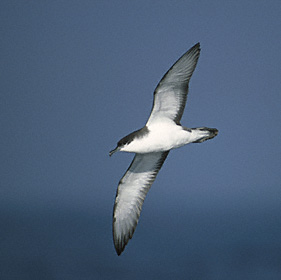 Buller's Shearwater (Puffinus bulleri) photo image