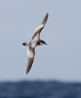 Buller's Shearwater (Puffinus bulleri) photo