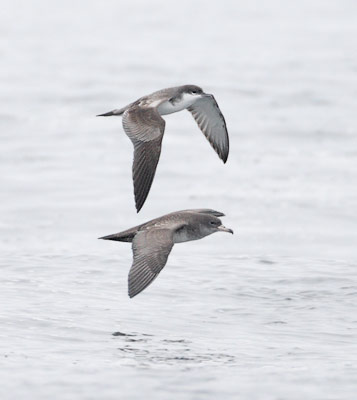 Buller's Shearwater (Puffinus bulleri) photo