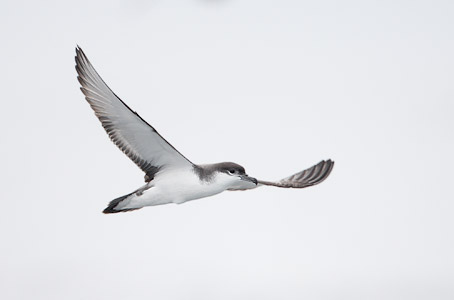 Buller's Shearwater (Puffinus bulleri) photo