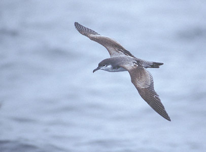 Buller's Shearwater (Puffinus bulleri) photo image