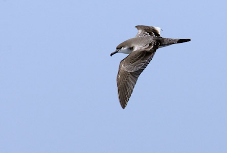 Buller's Shearwater (Puffinus bulleri) photo