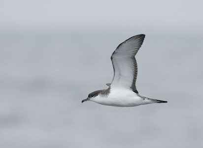 Buller's Shearwater (Puffinus bulleri) photo image