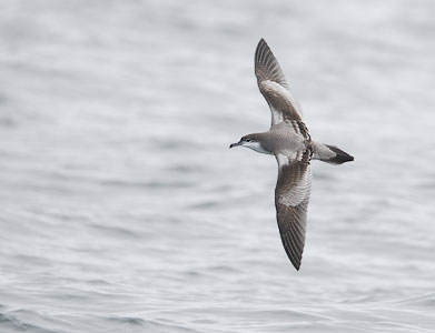 Buller's Shearwater (Puffinus bulleri) photo image