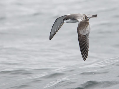 Buller's Shearwater (Puffinus bulleri) photo image