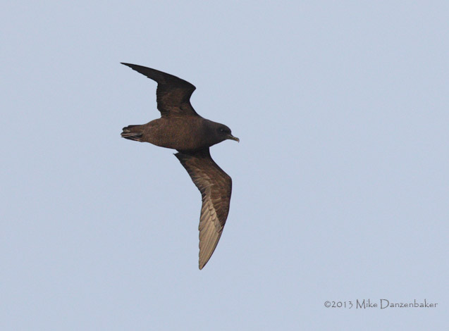 Christmas Shearwater (Puffinus nativitatis) photo image