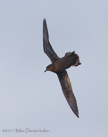 Christmas Shearwater (Puffinus nativitatis) photo image