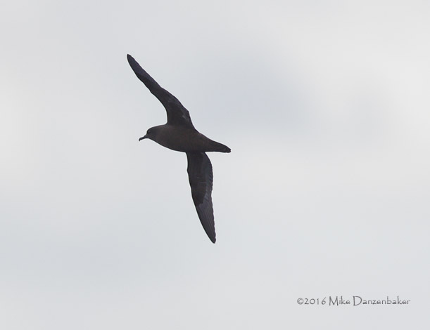 Christmas Shearwater (Puffinus nativitatis) photo image