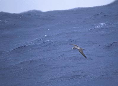 Cory's Shearwater (Calonectris diomedea) photo image