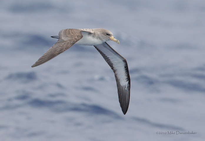 Cory's Shearwater (Calonectris diomedea) photo image