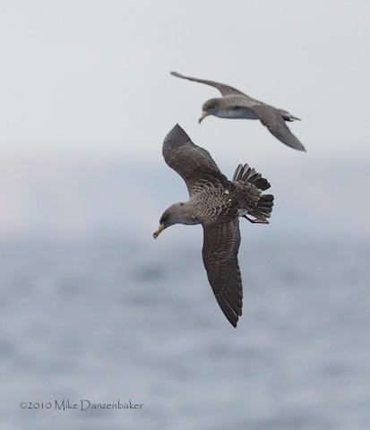 Cory's Shearwater (Calonectris diomedea) photo image