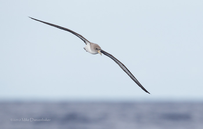 Cory's Shearwater (Calonectris diomedea) photo image